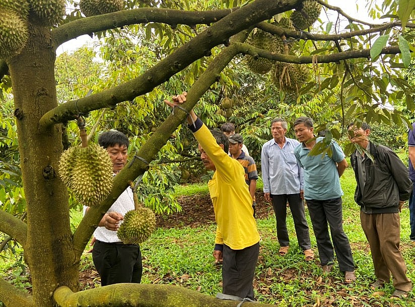 Phân bón Cà Mau - Giải pháp giảm chi phí canh tác cho cây sầu riêng Tây Nguyên