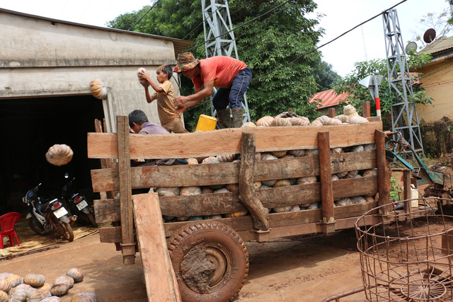 Một xe càng bí đỏ như thế này bán với giá 600.000 đồng- 800.000 đồng