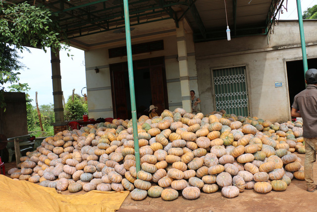 Đại lý thu mua bí đỏ của bà Thu cho biết, 2 ngày nay bà chỉ mua vào mà không bán ra được