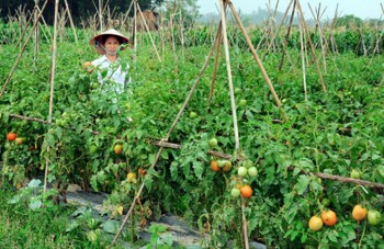 Giá cà chua tăng kỷ lục vì dịch bệnh hoành hành