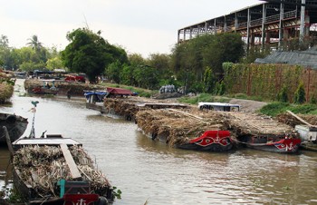 Giá mía miền Tây cao nhất 5 năm qua