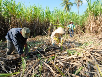 Giá mía đầu vụ thấp trong khi giá thuê nhân công thu hoạch tăng cao