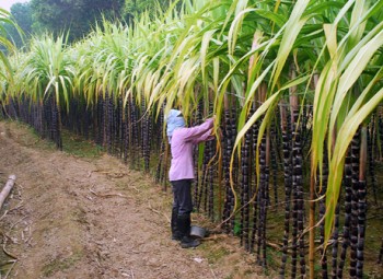 Hậu Giang: Mía rớt giá, nông dân lao đao