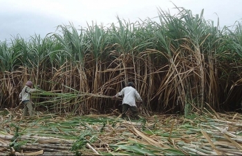 Giá giảm sâu, vùng mía Đồng bằng sông Cửu Long lao đao