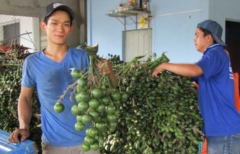 Giá cau cao kỷ lục, người dân ở Huế thu nhập tiền tỷ