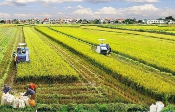 Khuyến khích tập trung, tích tụ đất nông nghiệp