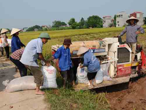 Đẩy nhanh thu mua, tiêu thụ lúa gạo