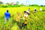 trao giai san xuat lua ben vung va giam phat thai khi nha kinh