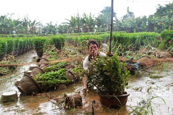 Giá hoa, cây cảnh Tết sẽ tăng cao