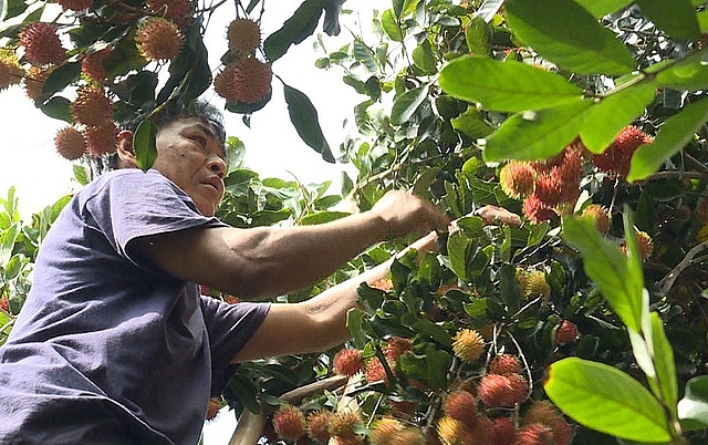 trong chom chom nghich mua nong dan phan khoi vi gia cao