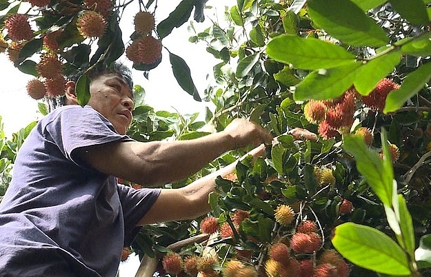 Trồng chôm chôm nghịch mùa, nông dân phấn khởi vì giá cao