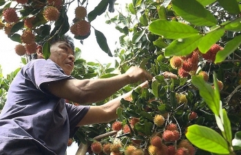 Trồng chôm chôm nghịch mùa, nông dân phấn khởi vì giá cao