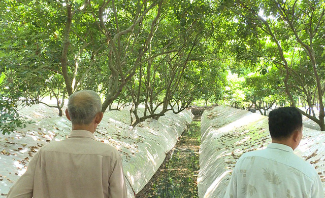 trong chom chom nghich mua nong dan phan khoi vi gia cao