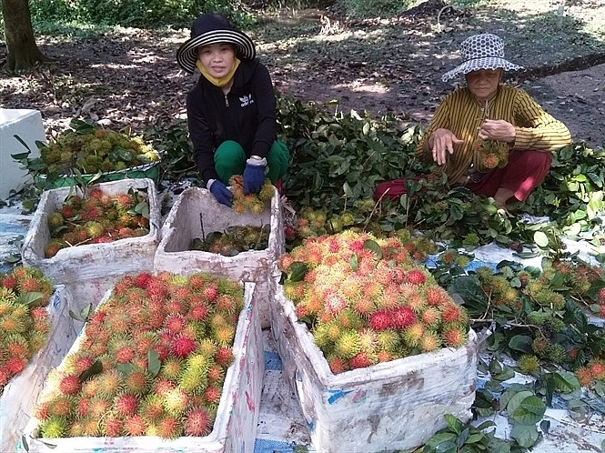 chom chom nghich vu duoc gia nha vuon phan khoi