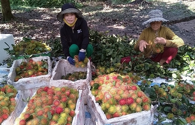 Chôm chôm nghịch vụ được giá, nhà vườn phấn khởi