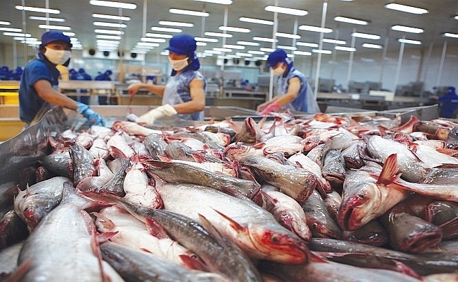 ca tra xuat sang malaysia tang dot bien