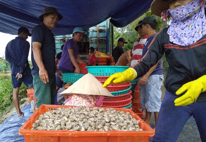 thuong lai san oc huong xuat sang trung quoc