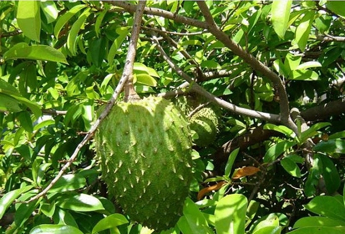 mang cau xiem dau vu gia cao nha vuon phan khoi