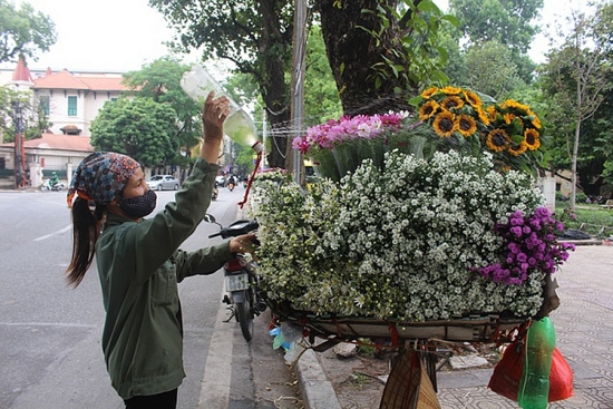 Cúc họa mi đầu mùa xuống phố, dân buôn kiếm tiền triệu mỗi ngày