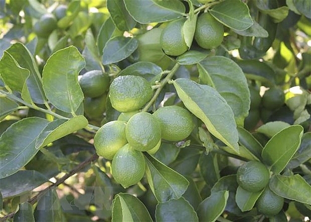 Chanh không hạt trồng tại trang trại Ngọc Hiển, xã Lương Sơn, huyện Ninh Sơn, Ninh Thuận