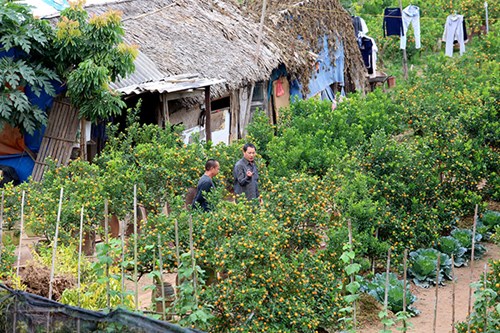   Đến thời điểm này vẫn rất ít người đặt quất, do lo ngại cây tàn quả, héo lá  