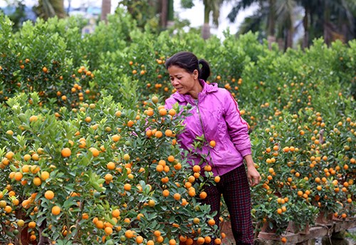   Tuy nhiên, nhiều người dân Tứ Liên lạc quan: Mất mùa, được giá, mong những cây quất còn đẹp sẽ bán được giá cao vào dịp Tết.  