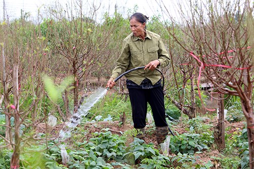   Đối với người dân trồng đào ở Nhật Tân, do thời tiết nắng nóng, họ chọn thời điểm tuốt lá muộn hơn mọi năm  