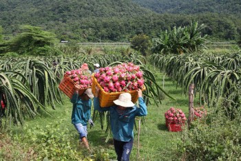 Thanh long Bình Thuận lao đao vì giá sụt giảm kỷ lục