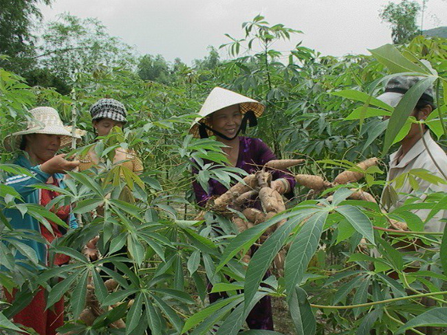 Sắn nguyên liệu tăng giá đột biến, nông dân vui 'hết cỡ'