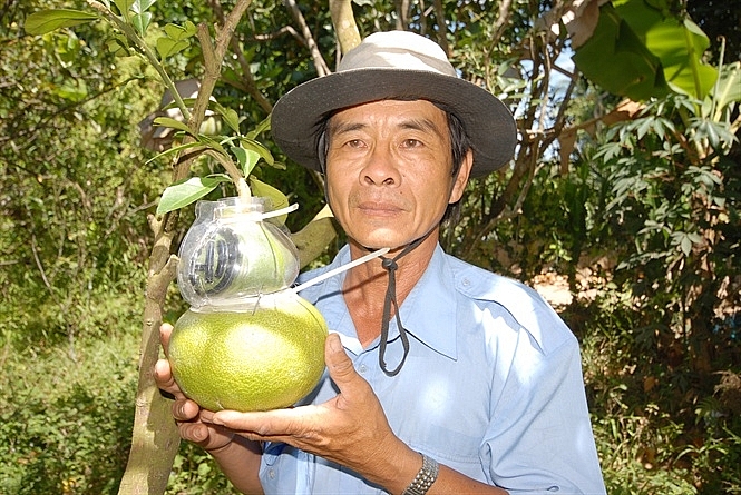 buoi ho lo cung ung thi truong tet khoang 8000 trai