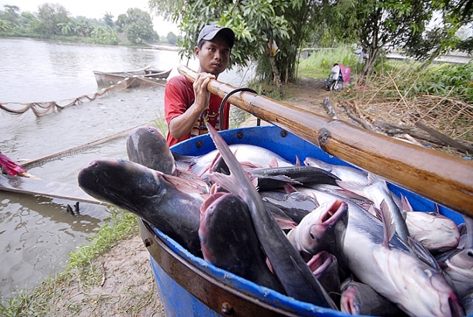 nganh ca tra den luc khong the manh ai nay lam