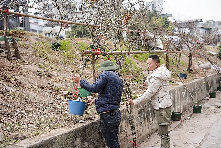 Những cành đào đạt yêu cầu sẽ được chuyển ra chợ Quảng An để bắt đầu bán