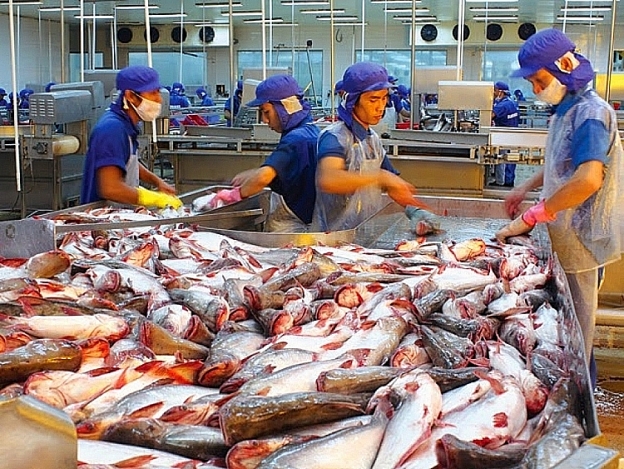 Chủ động nguồn nguyên liệu, xuất khẩu cá tra vượt đỉnh