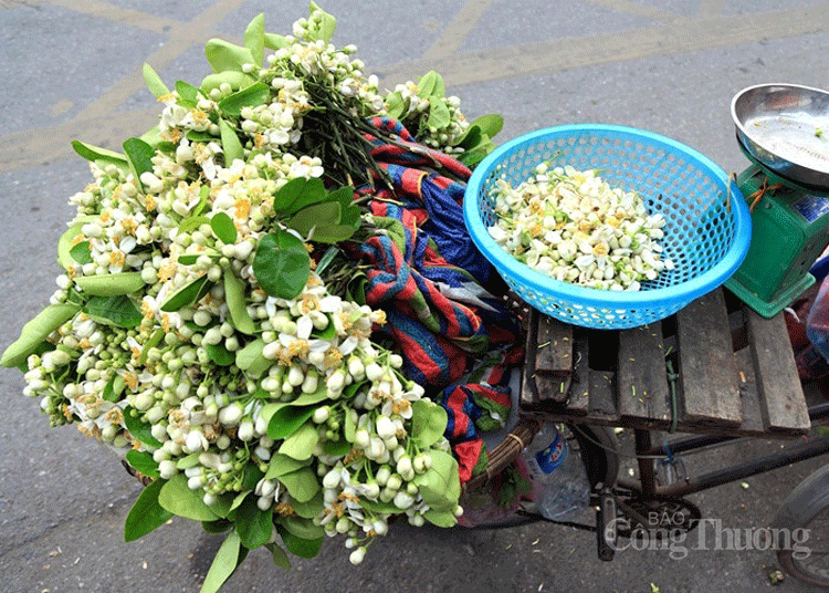 nong nan nhung ganh hoa buoi dau mua tren pho ha noi