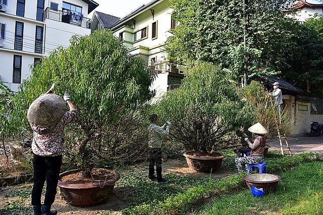 dao nhat tan khoe sac som don tet duong lich