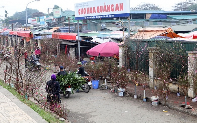 dao nhat tan khoe sac som don tet duong lich