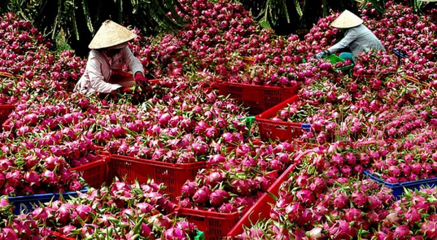 Đa dạng hóa thị trường, thanh long “gõ cửa” Ấn Độ