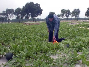 Tiền Giang: Nông dân trồng dưa hấu Tết hồi hộp chờ giá