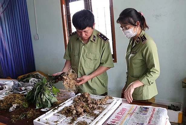 Bắt vụ vận chuyển "đội lốt" sâm Ngọc Linh ngay tại "thủ phủ" sâm thật