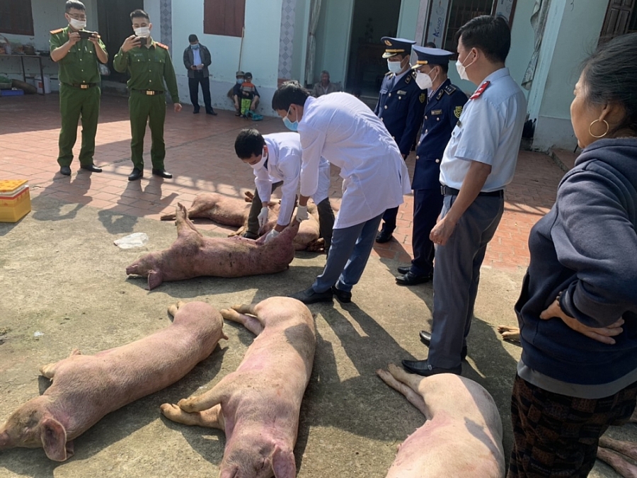 Xử phạt cơ sở sơ chế, bảo quản sản phẩm động vật mang mầm bệnh tại Bắc Giang