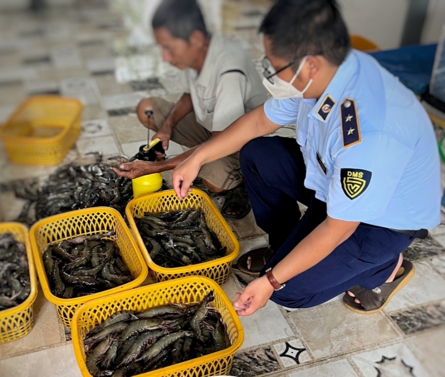 Kiên Giang: Bắt quả tang cơ sở bơm tạp chất vào tôm sú nguyên liệu