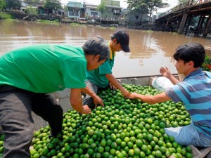 Tiền Giang: Nông dân phấn khởi do giá chanh tăng cao