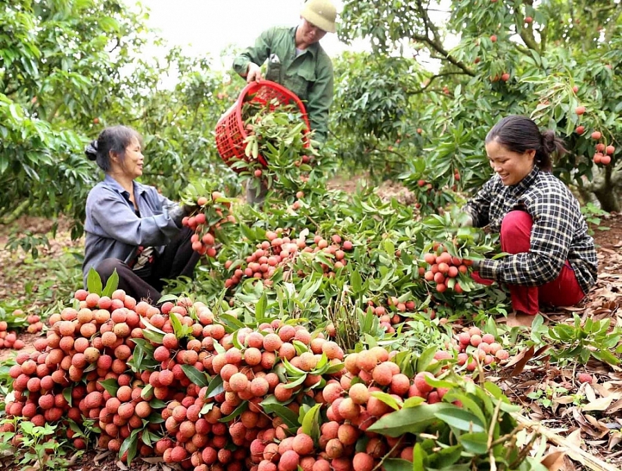 Quản lý thị trường triển khai Kế hoạch hỗ trợ tiêu thụ nông sản cho vùng dịch