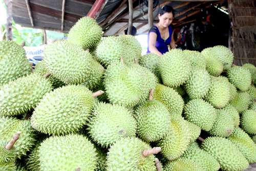 Thực hư chuyện bán sầu riêng non