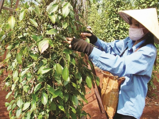 Bộ Công Thương cảnh báo Ấn Độ có khả năng siết chặt tiêu chuẩn hồ tiêu nhập khẩu