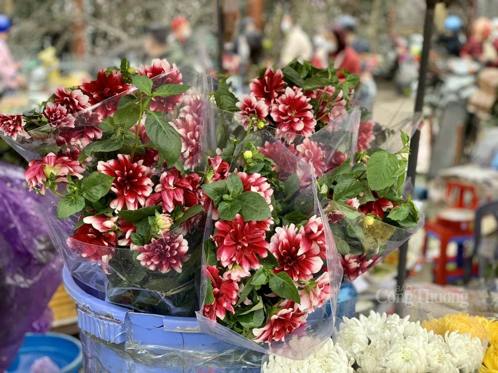 Thược dược miến- hàng Trăm hoa đua sắc, mang Tết về nhà!