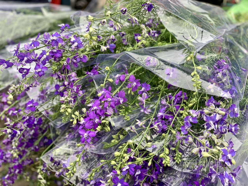 Có thược dược thì không thể thiếu những bông violet tô điểm Có thược dược thì không thể thiếu những bông violet tô điểm