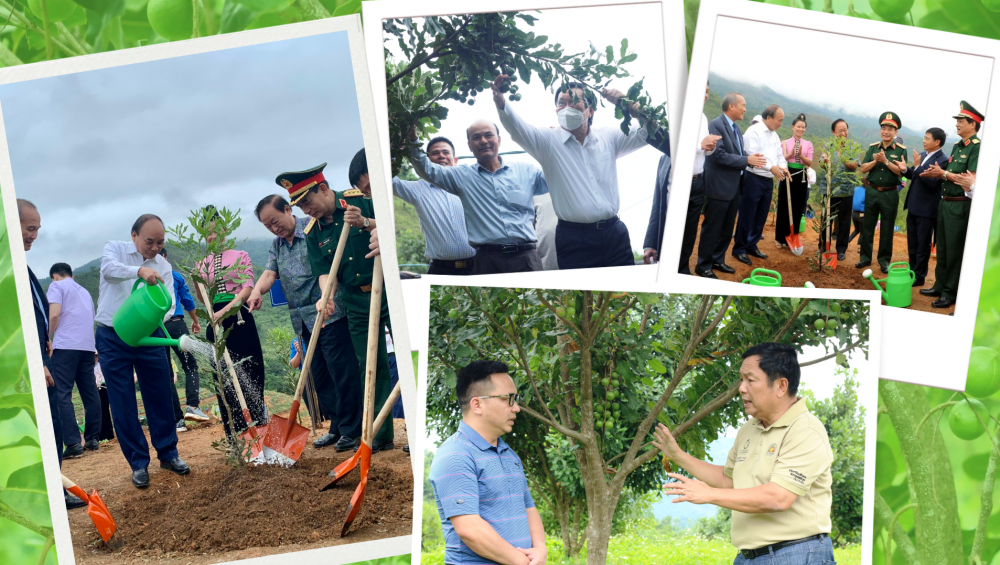 Hành trình phát triển cây mắc ca “tỷ đô” trên miền Tây Bắc