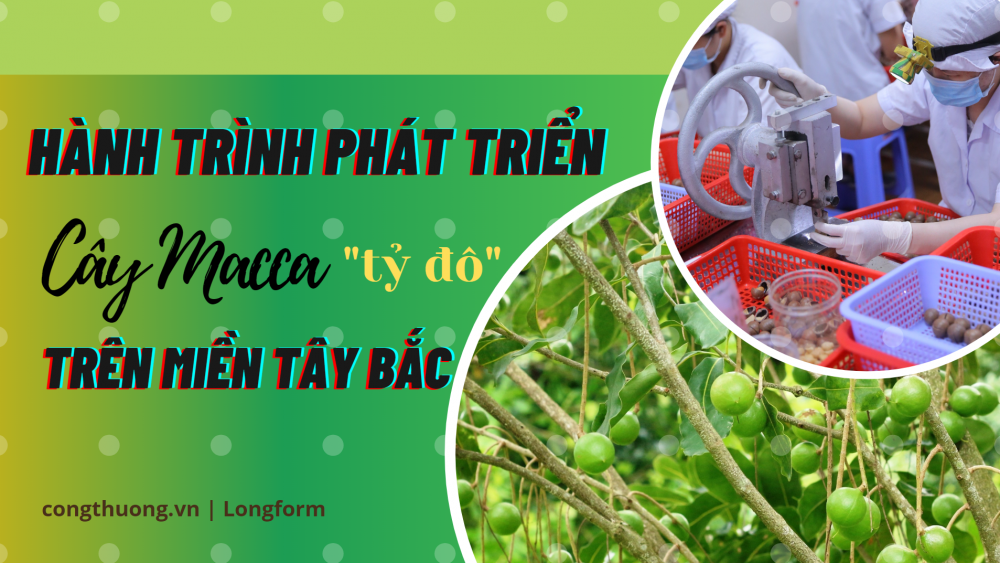 Hành trình phát triển cây mắc ca “tỷ đô” trên miền Tây Bắc