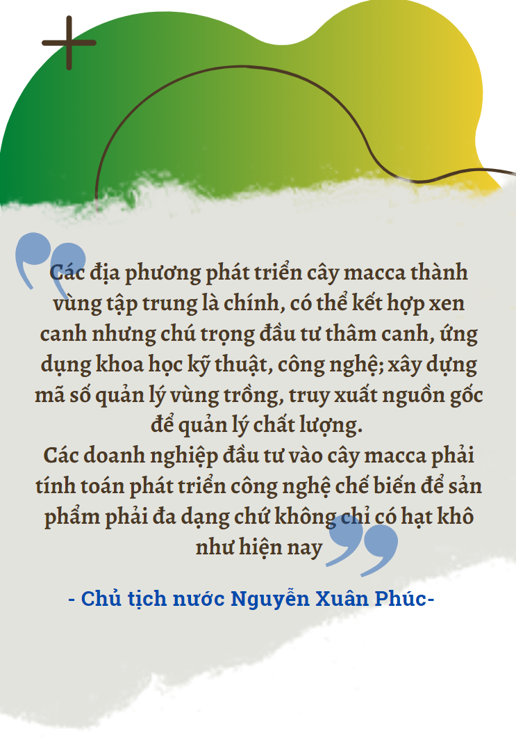 Hành trình phát triển cây mắc ca “tỷ đô” trên miền Tây Bắc